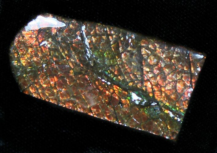 Iridescent Red Ammolite - Fossil Ammonite Shell #31436